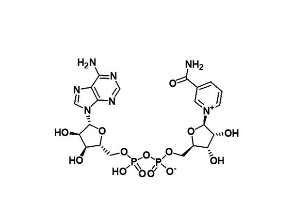 β-煙酰胺腺嘌呤雙核苷酸